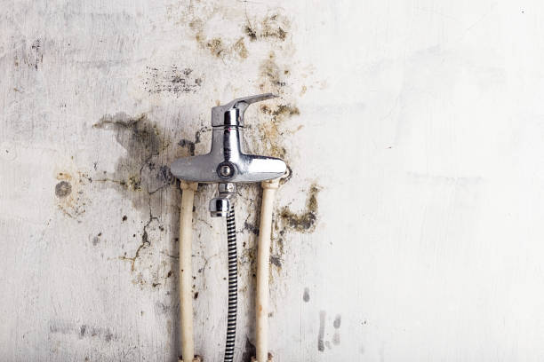 Best Certified Mold Removal  in Wright, FL