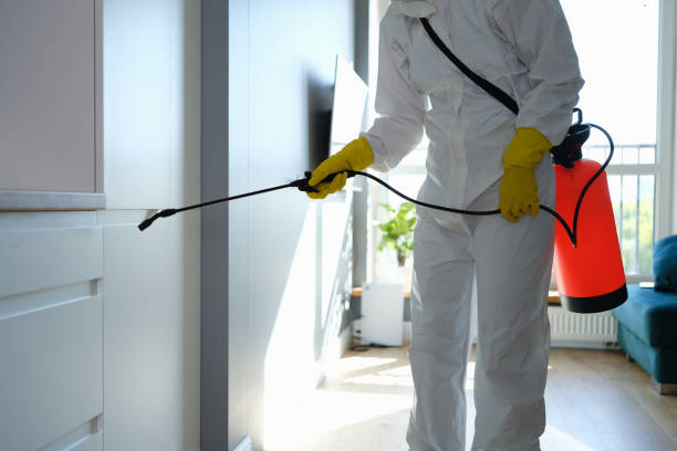Best Attic Mold Removal  in Wright, FL
