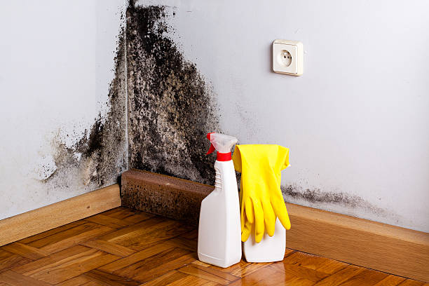 Best Best Mold Removal Companies  in Wright, FL