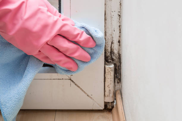Best Certified Mold Removal  in Wright, FL