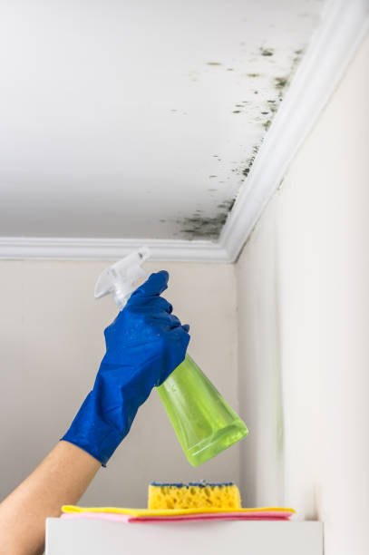 Best Toxic Mold Removal  in Wright, FL